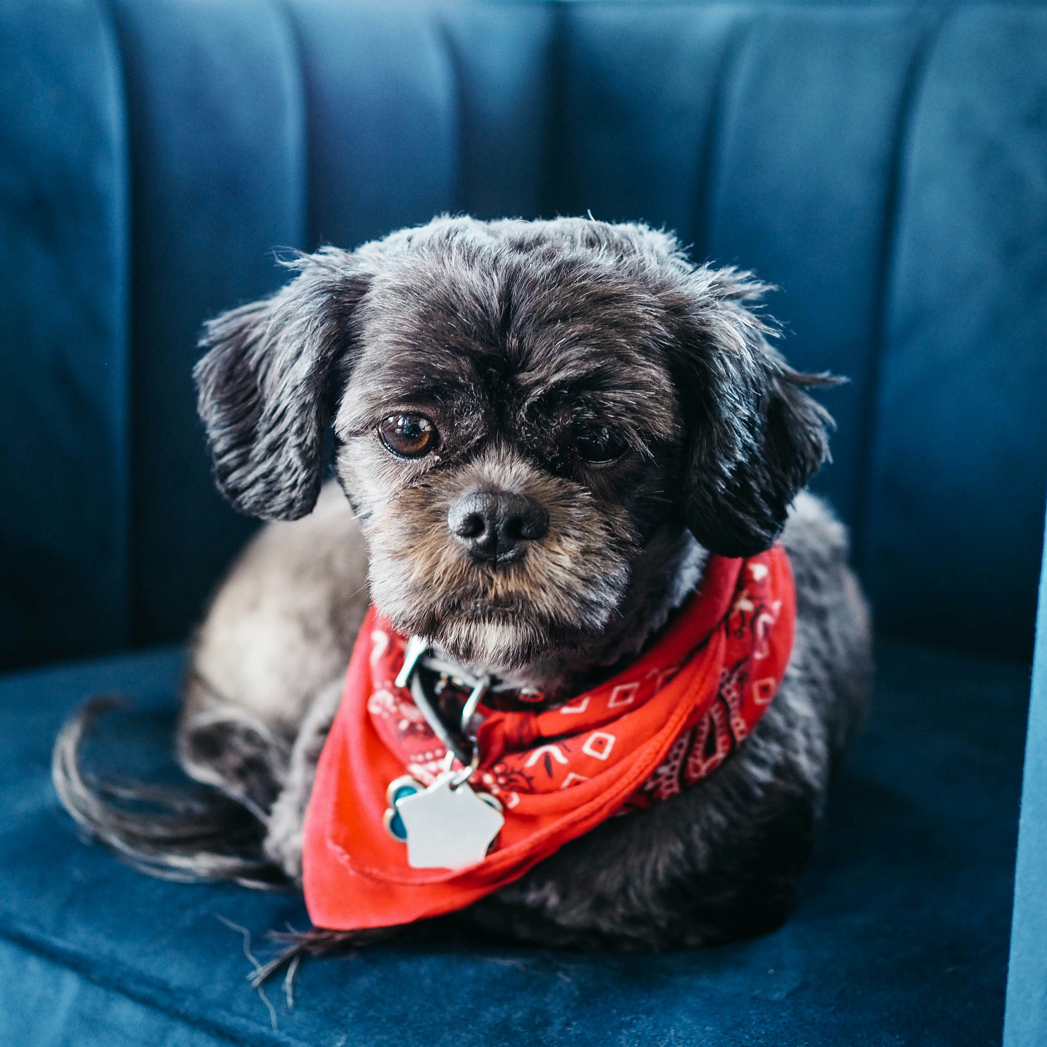 Stylish Modular Sofas: Perfect for Pets and Practicality