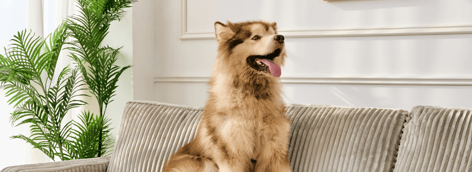 Pet-friendly sofas
